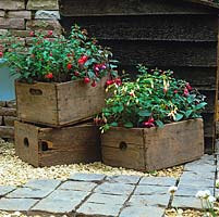 Old wooden packing cases make quirky, occasional planting containers for tumbling fuchsias.