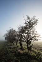 Quercus robur, January, Suffolk