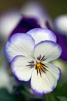 Viola cornuta - Viola sorbet 'Ocean Breeze', April, Suffolk