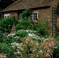 Old brick bothy with its fern, old golden Turks Cap lilies and  roses, seen through heads of Aquilegia vulgaris var. stellata 'Nora Barlow', plus a mass of self-seeding viola.
