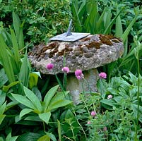 Old stone sundial, covered in moss, set amongst hellebores and chives.