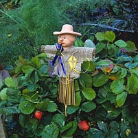 Scarecrow keeps away birds from strawberries planted in old half barrel.