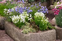 Tufa trough of alpines, clockwise from front left: Arabis procurrens Variegata, Campanula cochlearifolia White Baby and Blue Baby, Gypsophila repens Alba.