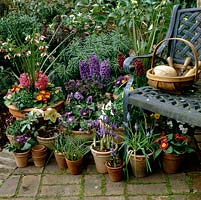 Spring bulbs in pots - hyacinths, reticulata iris, grape hyacinths, scillas, anemones, pansies, primulas, pulmonaria, hellebores and  euphorbia.