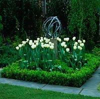Formal square bed, paved surround, with box enclosing white tulips rising round modern sculpture. 