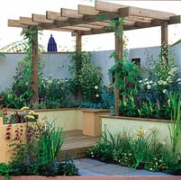 Raised deck under pergola increases sense of space in small garden. Raised beds of fragrant jasmine, rose, lily, nicotiana, catmint and salvia. Enclosed in white rendered walls.