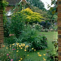 Gold edging of Californian poppies: bed of cardoon, tradescantia and poppies lead eye to Gleditsia. Behind, patio edged Rosa Sweet Juliet, erigeron, ceanothus, foxgloves.
