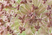 Allium karataviense AGM - Kara Tau garlic.  Seed heads forming as flowers die  