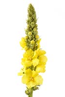 Verbascum x hybridum 'Banana Custard' - Mullein  