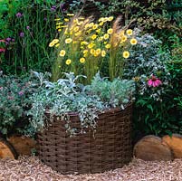 Woven willow planter of silvery aromatic artemisia and stachys with yellow anthemis. Natural products such as these create habitats for insects and birds.