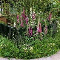 Green painted picket fence contains self-seeding foxgloves, alchemilla, buttercups, grasses and ragged robin.