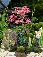 In Japanese garden, a tiny bonsai acer 