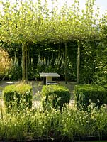 Clipped cubes of box, pleached hornbeam hedges and umbrella-shaped plane trees enclose a shaded seating  area. Beds of foxglove, fern, bamboo and nectaroscordum.