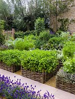 Organic potager: raised beds of woven willow panels. Herbs: thyme, chervil, mint, coriander,lavender, rosemary. Veg: pea, cabbage, chard, beetroot, carrot, chives, beans, tomatoes.