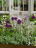 In front of greenhouse door, pretty raised summer bed of allium, aquilegia, thalictrum, stachys and catmint.