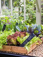 On greenhouse shelf, wooden seed boxes and trays filled with seedlings of vegetables - lettuce, cabbage and leek.
