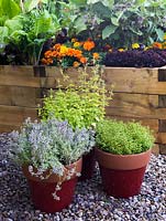 Beside potager with raised beds of vegetables, three terracotta pots with thyme and oregano.