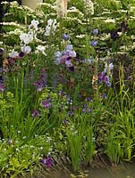 Bed of Iris sibirica 'Superstition', 'White City', 'Jane Philips'. Allium 'Beau Regard', Eremurus, Aquilegia 'Nora Barlow', salvia, alchemilla, hardy geranium, verbascum, viburnum.