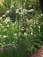 Beneath birch, bed of Allium Mont Blanc, Aquilegia White Star, A. chrysantha Yellow Queen: chives, fern, Welsh poppies, foxglove Camelot Cream and tulips.