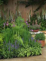 Herbaceous bed of Salvia x sylvestris Blauhugel, Iris sibirica Perry's Blue and fennel. RH: pots of lavender and thyme. Behind, white foxgloves and Rodgersia Irish Bronze.
