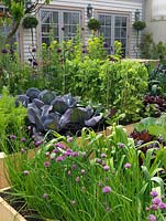 In front of conservatory, courtyard of raised vegetable beds - cabbage, lettuce, peas, carrot, pak choi, chard, leeks, chives, Cavolo nero. Back bed: allium, euphorbia, astrantia, iris.