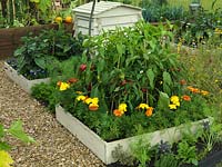 Raised beds of vegetables - chilli peppers edged in French marigolds, aubergine with viola, lines of carrots, sage and parsley.
