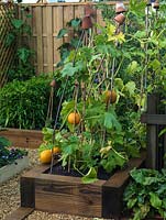 Raised bed of vegetables - squashes supported on canes, with upturned terracotta pots on top to protect peoples eyes.