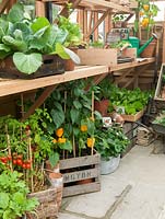Potting shed with boxes of young plants - cabbage, pepper, strawberry, tomato, lettuce - and area with soil and trowel for potting up.
