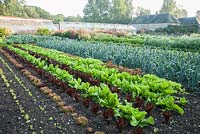 Neat rows of colourful lettuce in the walled kitchen garden, with leeks behind and dahlias beyond, with glasshouses on back wall. Forde Abbey, nr Chard, Dorset, UK