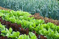 Neat rows of colourful lettuce in the walled kitchen garden, with leeks behind and dahlias beyond. Forde Abbey, nr Chard, Dorset, UK