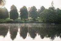 Mist rises from the Great Pond, with Red Devon cattle grazing amongst lime trees in fields beyond. Forde Abbey, nr Chard, Dorset, UK