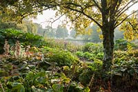 Hostas, rodgersias and gunnera in the bog garden, with the Great Pond beyond. Forde Abbey, nr Chard, Dorset, UK