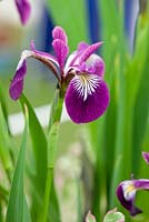 Iris versicolor 'Kermesina', May, London, UK