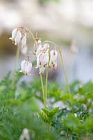 Dicentra formosa 'Aurora', May, Holter, Norway