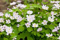 Anemonella thalictroides 'Charlotte', May, Holter, Norway