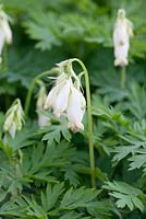 Dicentra formosa 'Langtrees', May, Holter, Norway