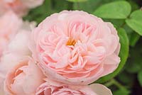 Rosa 'Gentle Hermione'. English Rose.
