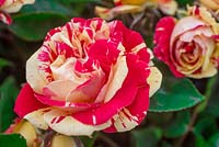 Rosa 'Brush Strokes'. Floribunda Rose