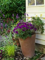 Colourful summer pots cheer up a dull space beside a garden shed.