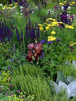 A colourful herbaceous border containing Iris, Achillea, Centaurea, Santolina, Salvia, and Foeniculum.