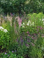 A large perennial border containing Veronicastrum 'Pink Glow', Phlox 'White Admiral', Salvia 'Mainacht' and Echinacea tennesseensis. 