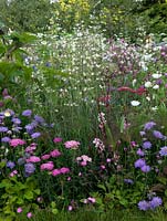 An insect friendly border containing Silene dioica 'Confetti', Scabiosa 'Butterfly Blue', Silene dioica, Achillea 'Summer Pastiles'