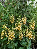 Digitalis grandiflora, a fast growing perennial foxglove that flowers in June and July. Prefers partial shade.