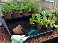 Young lettuce plants in biodegradable pots