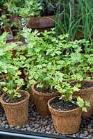 Young coriander plants in biodegradable containers.