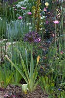A gravel garden planted with Allium cristophii, Papaver dubium lecoquii albidum and Asphodeline lutea.