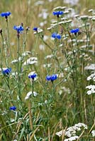 Wildflower meadow mix of grasses with cornflower and yarrow - Centaurea cyanus and Achillea millefolium