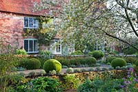 Amelanchier lamarckii  overhanging woodland garden in spring with Honesty and terrace with clipped Buxus balls beyond