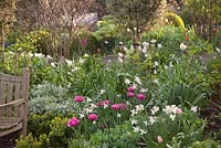 Spring planting including Tulipa 'Dior' and Narcissi 'Tresamble'