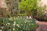 Spring garden with mixed Tulipa, Narcissi, Muscari and clipped columns of Rhamnus alaternus 'Argenteovariegata' 